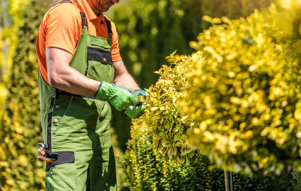 How Tacoma Landscapings Works