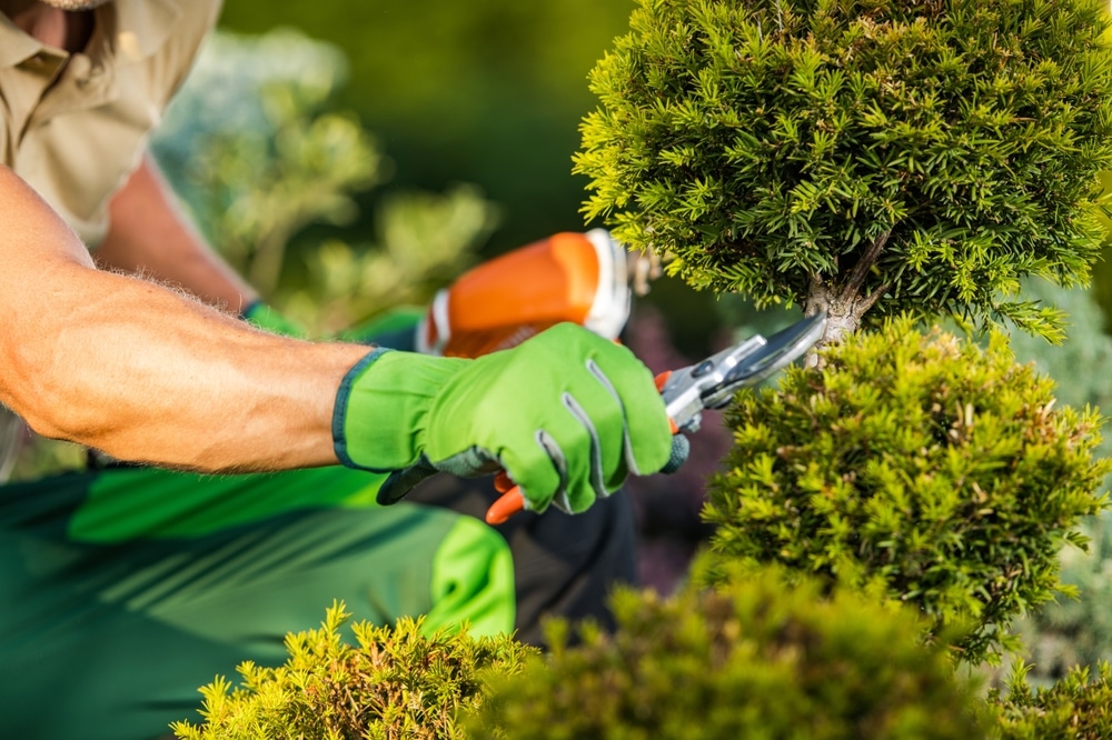 Why Choose Tacoma Landscapings